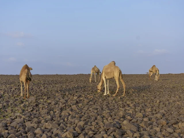 جمال في صحراء صخرية بالمملكة العربية السعودية