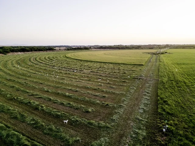 حقول زراعية خضراء في المملكة العربية السعودية من الجو حقول زراعية خضراء في المملكة العربية السعودية من الجو