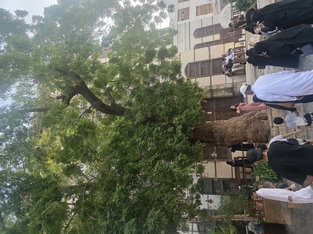 شجرة قديمة في ساحة جدة التاريخية بمنطقة البلد