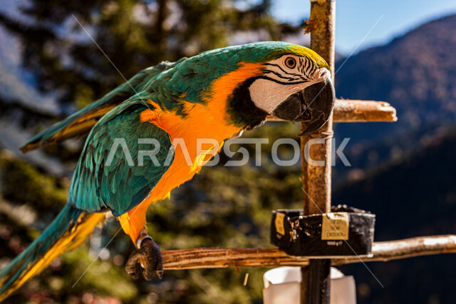 صورة مقربة لطائر الببغاء مكاو بألوان مختلفة زاهية ، ذو منقار حاد و طويل ، طيور جميلة و جذابة