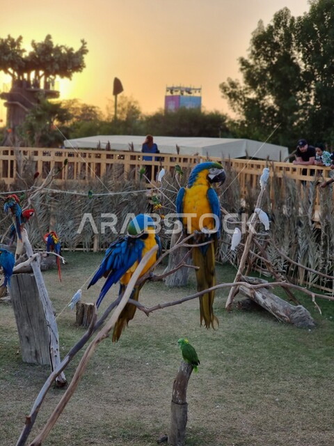 صورة مقربة لطائر الببغاء مكاو في احدى حدائق المملكة العربية السعودية، ذو منقار حاد و طويل، طيور جميلة وجذابة، سفاري الرياض، موسم الرياض، هيئة الترفيه