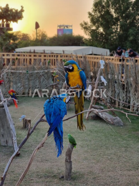صورة مقربة لطائر الببغاء مكاو في احدى حدائق المملكة العربية السعودية، ذو منقار حاد و طويل، طيور جميلة وجذابة، سفاري الرياض، موسم الرياض، هيئة الترفيه