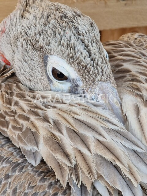 صورة مقربة لوجه طائر بألوان مختلفة زاهية، طائر يخفي منقاره، منقار حاد وطويل، طائر جميل و جذاب