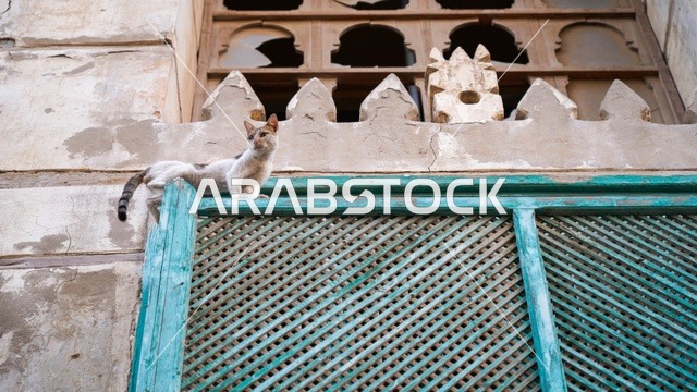 Stray Cat on Traditional Arabic Mashrabiya Window