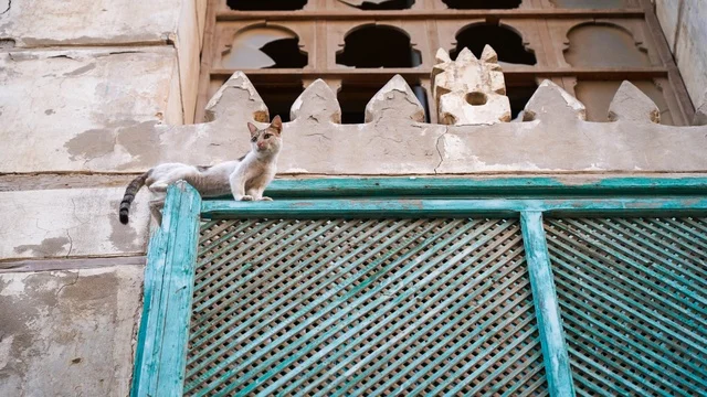 Stray Cat on Traditional Arabic Mashrabiya Window
