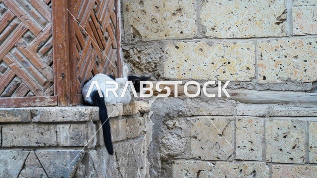 قطة باللونين الأبيض والأسود على جدار حجري تقليدي