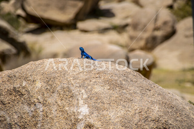 صورة مقربة لحيوان السحلية يقف فوق صخرة في وضح النهار، زواحف فقارية، حيوانات برية صحراوية