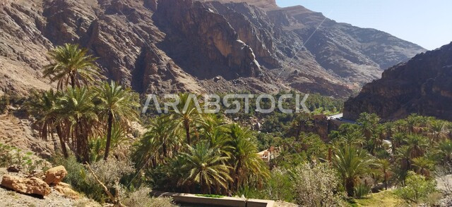 صورة جمالية لأشجار النخيل على المرتفعات الجبلية بالمملكة العربية السعودية ، أماكن سياحية تاريخية بالسعودية ، الواحات بالسعودية ، القرية التاريخية الأثرية بالسعودية
