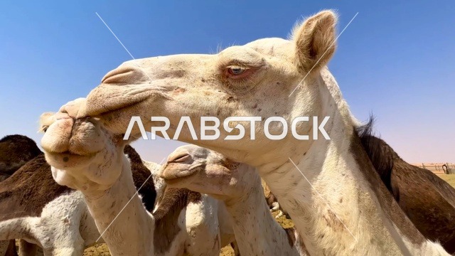 جمل عربي أبيض في صحراء السعودية لقطة مقربة
