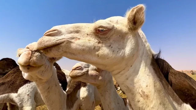 جمل عربي أبيض في صحراء السعودية لقطة مقربة