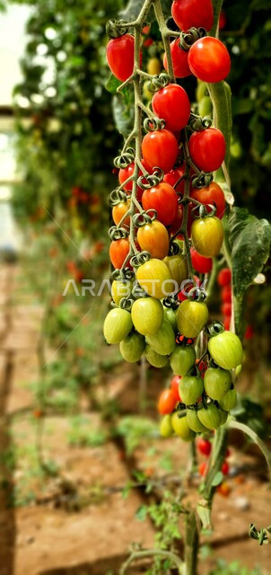صورة جمالية مقربة لزراعة الطماطم ( البندورة ) في البيوت البلاستيكية ، روعة و جمال المزروعات في المزرعة العربية ، زراعة الطماطم في البيوت المحمية المصنوعة من البلاستيك