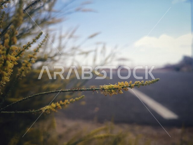 صورة مقربة للأشجار والنباتات الخضراء في المملكة العربية السعودية، خلفية للطبيعة،  زراعة الأشجار والنباتات الخضراء الطبيعية