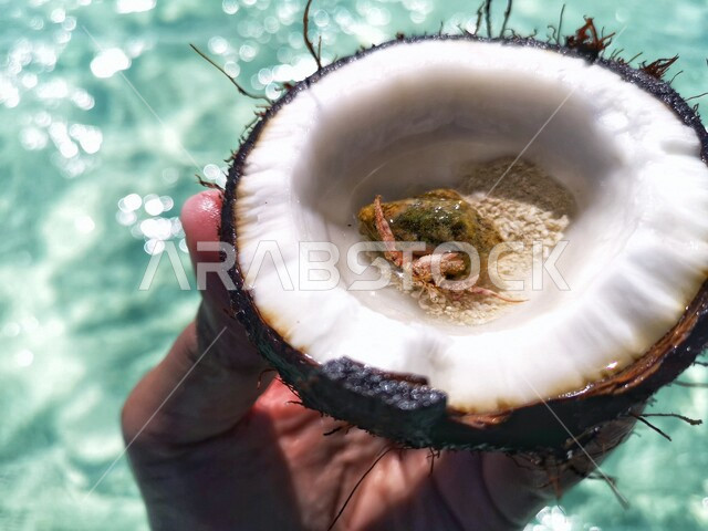 صورة مقربة ليد رجل عربي خليجي يحمل قطعة من ثمرة جوز الهند، جوز الهند، ثمرة جوز الهند اللذيذة