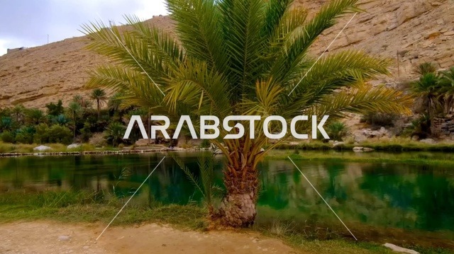Natural Palm Oasis Oman Green Water and Mountains