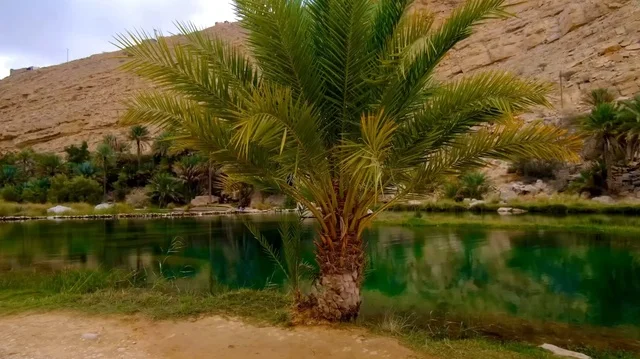 Natural Palm Oasis Oman Green Water and Mountains