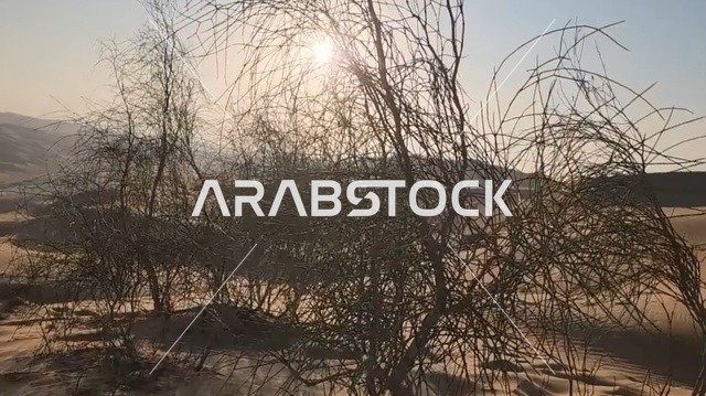 Sunlight Through Desert Trees in UAE Landscape