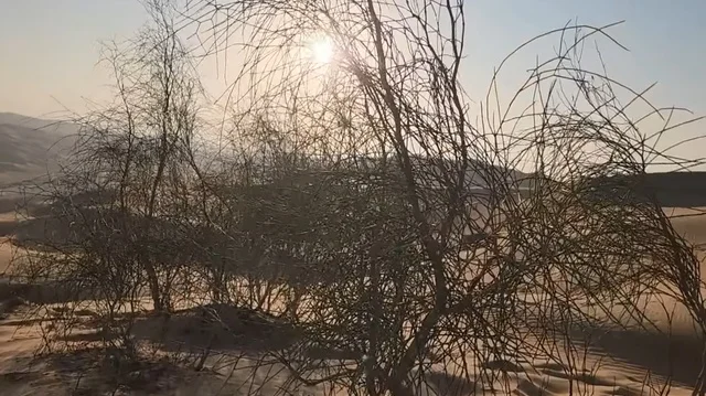 Sunlight Through Desert Trees in UAE Landscape