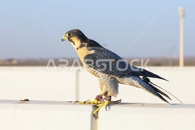 صورة لطائر الصقر الجارح ، ذو مخالب منحنية و منقار قوي ، طيور جارحة ، طيور حادة ، تدريب الصقور في المملكة العربية السعودية