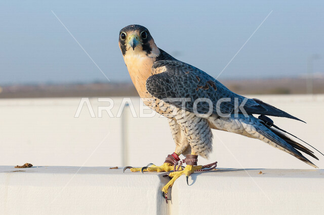 صورة لطائر الصقر الجارح ، ذو مخالب منحنية و منقار قوي ، طيور جارحة ، طيور حادة ، تدريب الصقور في المملكة العربية السعودية