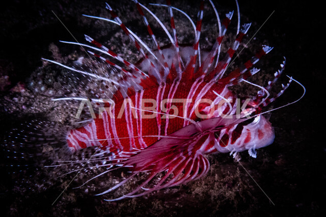 صورة للسمكة الريشية في اعماق البحر ،  الثروة  السمكية في البحر الاحمر ، الاسماك البحرية في الخليج العربي