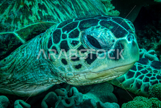صورة لسلحفاة مائية في اعماق البحر ،  الثروة  السمكية في البحر الاحمر ، الاسماك البحرية في الخليج العربي