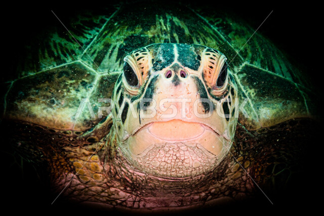 صورة لسلحفاة مائية في اعماق البحر ،  الثروة  السمكية في البحر الاحمر ، الاسماك البحرية في الخليج العربي