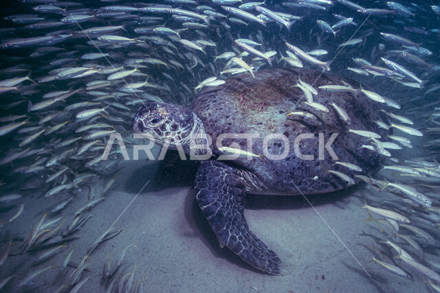 صورة لسلحفاة مائية في اعماق البحر ،  الثروة  السمكية في البحر الاحمر ، الاسماك البحرية في الخليج العربي
