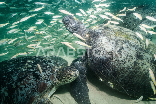 صورة لسلحفاة مائية في اعماق البحر ،  الثروة  السمكية في البحر الاحمر ، الاسماك البحرية في الخليج العربي