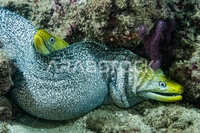 صورة لسمكة انقليس في  اعماق البحر ، ثعبان البحر، الثروة  السمكية في البحر الاحمر ، الاسماك البحرية في الخليج العربي