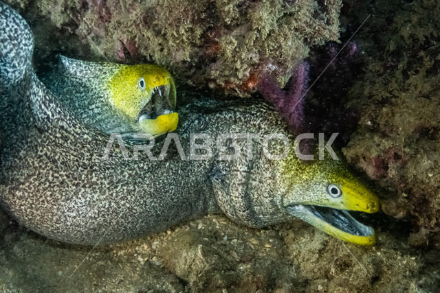 صورة لسمكة انقليس في  اعماق البحر ، ثعبان البحر، الثروة  السمكية في البحر الاحمر ، الاسماك البحرية في الخليج العربي