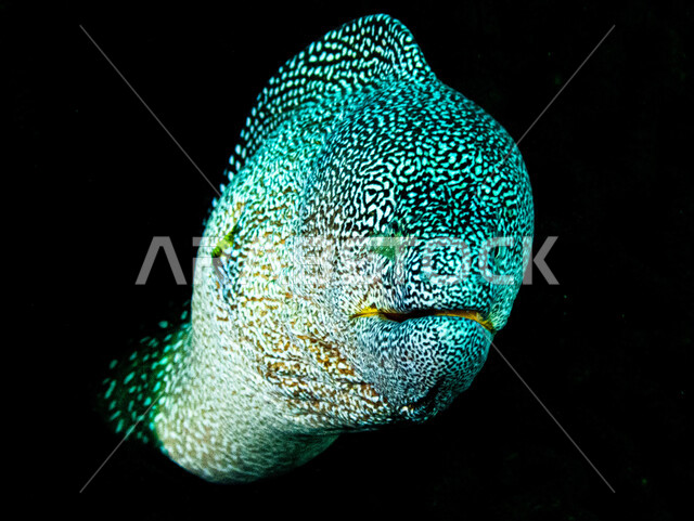 صورة لسمكة انقليس في  اعماق البحر ، ثعبان البحر، الثروة  السمكية في البحر الاحمر ، الاسماك البحرية في الخليج العربي