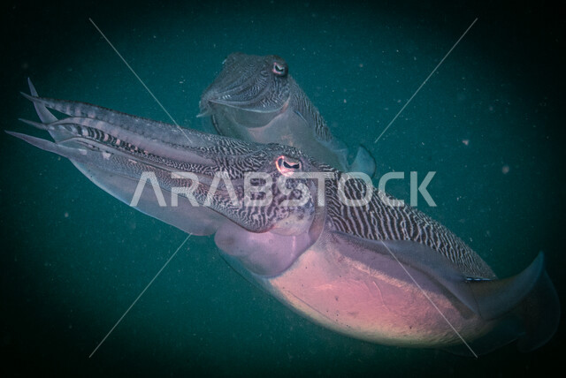 صورة لحبار في  اعماق البحر  ،  الثروة  السمكية في البحر الاحمر ، الاسماك البحرية في الخليج العربي