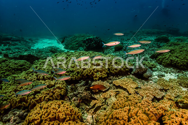 صورة لمجموعة من الاسماك في اعماق بحر سلطنة عمان ،  كائنات حية مائية تحت ماء بحر العرب ، اماكن سياحية طبيعية في الخليج العربي