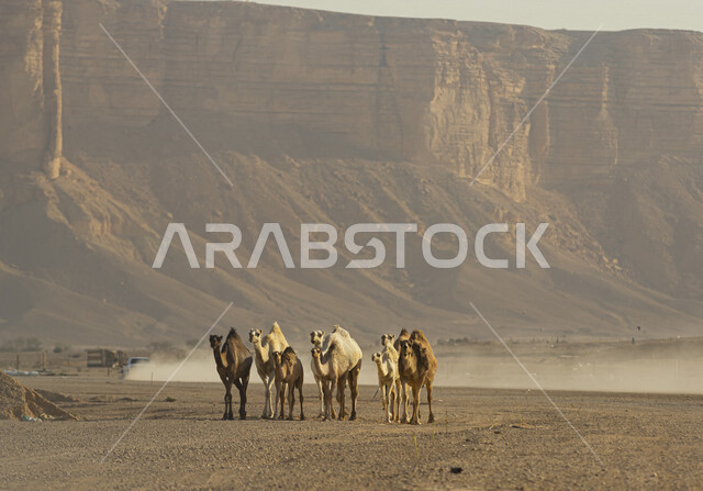 A group of camels walking in the desert of Saudi Arabia, background of the Tuwaiq mountains in Najd, a road trip in the desert areas in Saudi Arabia, camel and camel breeding, the region of the end of the world tourism in Riyadh, tourist places in Saudi A