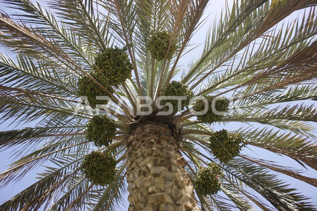 صورة من الأسفل لشجرة النخيل الشاهقة، جمال اشجار النخيل المثمرة، زراعة اشجار النخيل، اشعة الشمس المغطاة من قبل الاشجار، مزارع النخيل في المملكة العربية السعودية، الطبيعة في السعودية