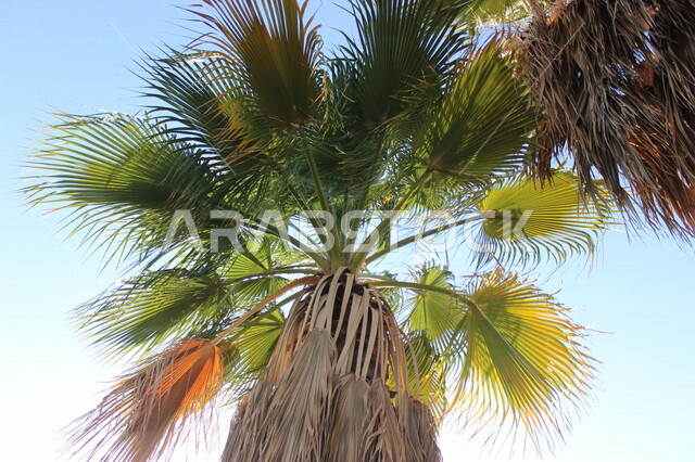 Aesthetic picture of the Washington palm tree, the beauty of palm trees, planting palm trees, sunlight covered by trees, palm plantations in Saudi Arabia, nature in Saudi Arabia