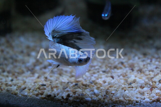 صورة للسمكة البيتا في اعماق البحر، كائنات حية مائية تحت ماء بحر العرب، عالم  الاسماك البحرية في الخليج العربي، اماكن سياحية طبيعية في الخليج العربي