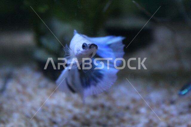 صورة للسمكة البيتا في اعماق البحر، كائنات حية مائية تحت ماء بحر العرب، عالم  الاسماك البحرية في الخليج العربي، اماكن سياحية طبيعية في الخليج العربي