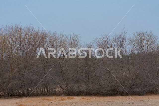 Close-up of trees and green plants in Saudi Arabia, background of nature, planting trees and natural green plants