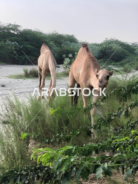 جملان في مناظر الباحة الطبيعية الخضراء بالسعودية
