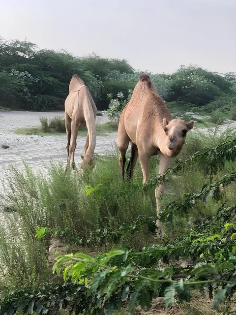 جملان في مناظر الباحة الطبيعية الخضراء بالسعودية جملان في مناظر الباحة الطبيعية الخضراء بالسعودية