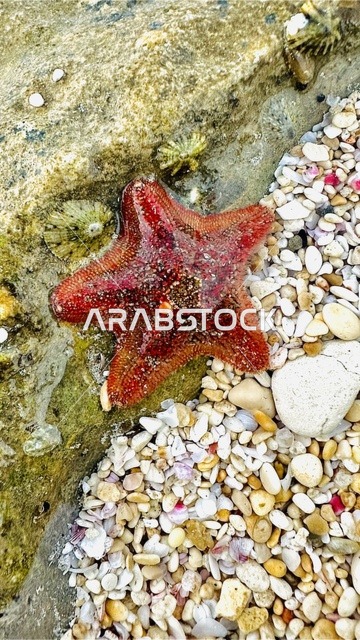 نجم البحر الأحمر على صخور شاطئ سلطنة عمان