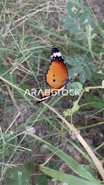 Plain Tiger Butterfly in Oman Nature Setting