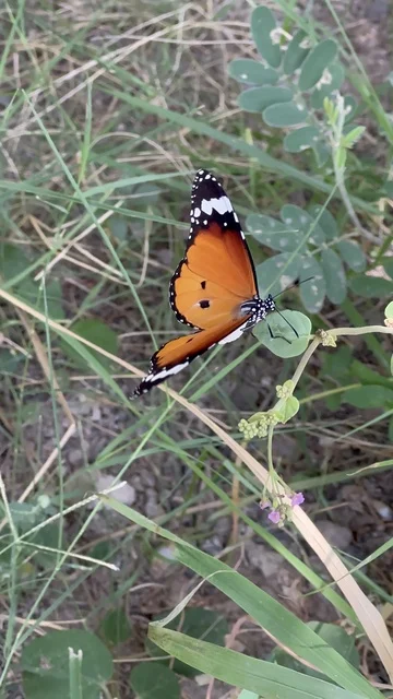 Plain Tiger Butterfly in Oman Nature Setting