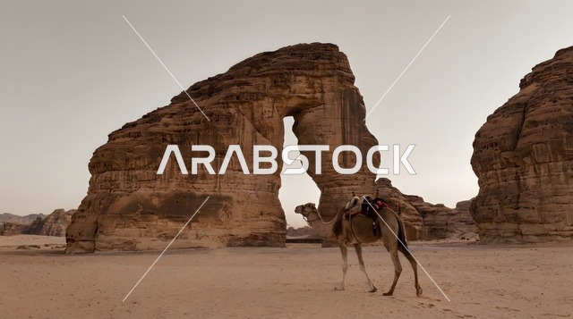 جبل الفيل في العلا مع جمل بالمملكة العربية السعودية