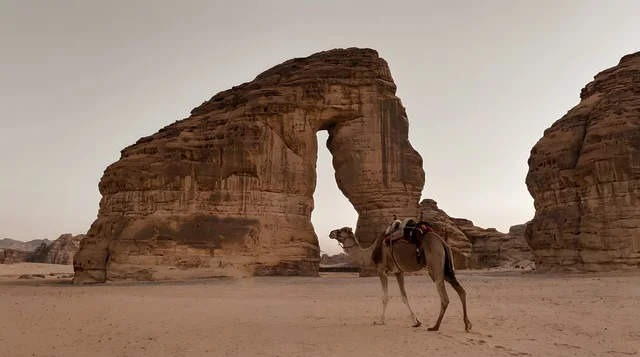 جبل الفيل في العلا مع جمل بالمملكة العربية السعودية جبل الفيل في العلا مع جمل بالمملكة العربية السعودية