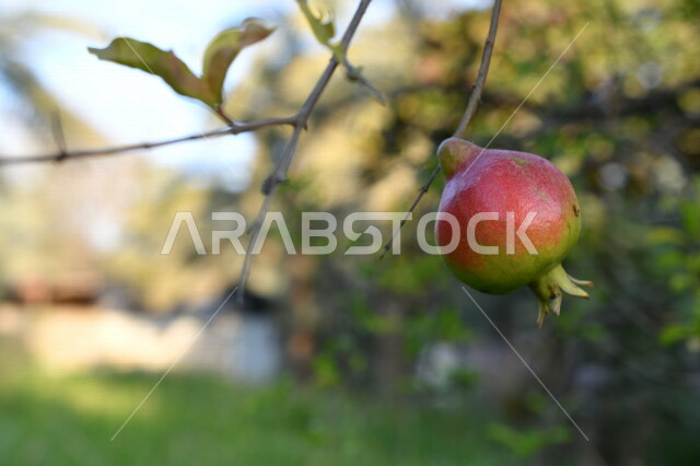 صورة مقربة لفاكهة الرمان الناضج معلقة على الشجرة ، شجرة الرمان الخضراء المثمرة ، فاكهة الرمان اللذيذة الصحية ، موسم حصاد ثمار الرمان في المملكة العربية السعودية  ، فاكهة الرمان