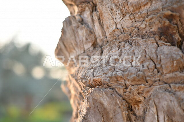 صورة مقربة لجذع النخله ، مزارع النخيل في المملكة العربية السعودية ، التشجير ، جذع شجرة النخيل