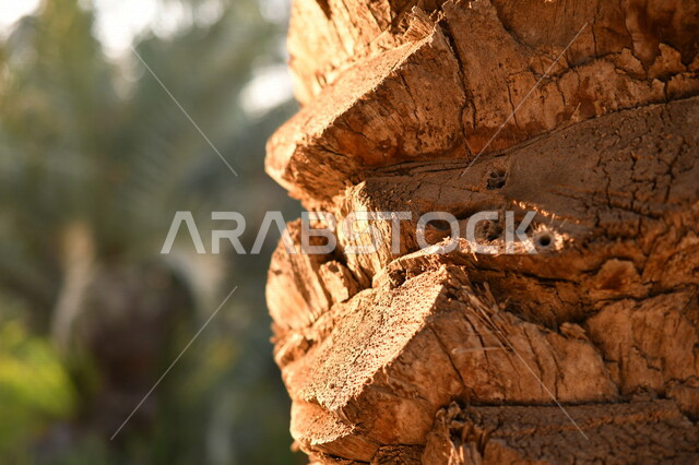 صورة مقربة لجذع النخله ، مزارع النخيل في المملكة العربية السعودية ، التشجير ، جذع شجرة النخيل