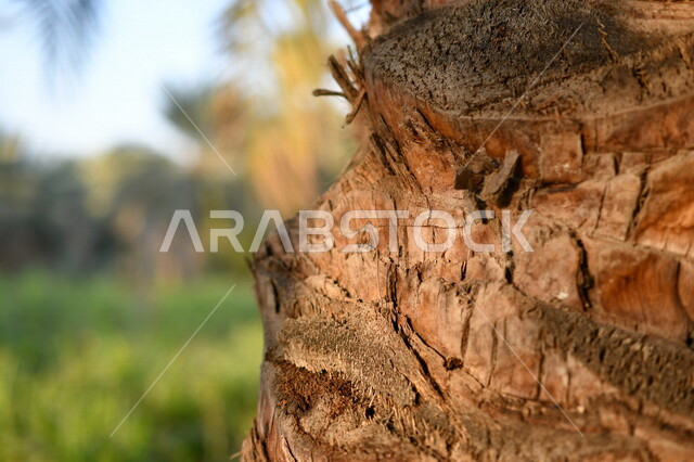 صورة مقربة لجذع النخله ، مزارع النخيل في المملكة العربية السعودية ، التشجير ، جذع شجرة النخيل